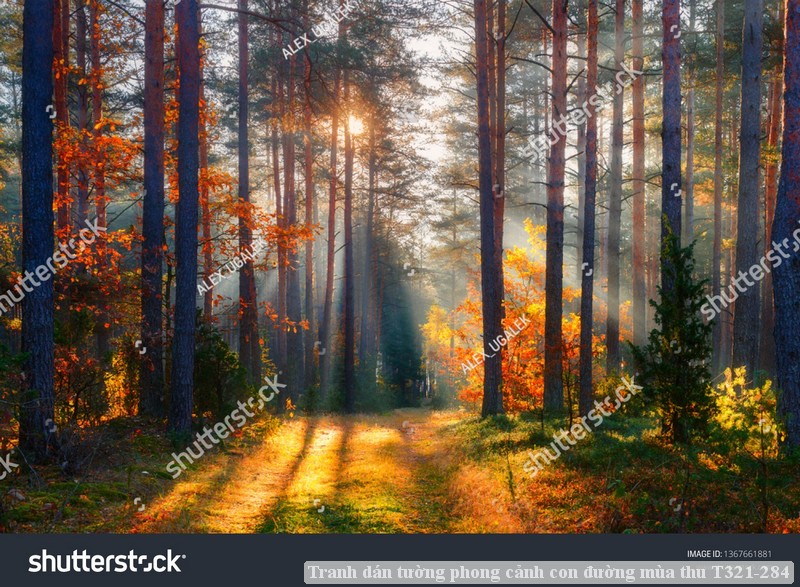 Tranh dán tường phong cảnh con đường mùa thu T321-284